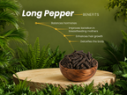 Organic Long Pepper (Pippali/Magga) - image 3